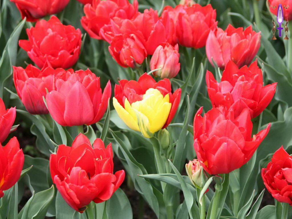 Croix de Lumière, Photo de la Série O No 27 