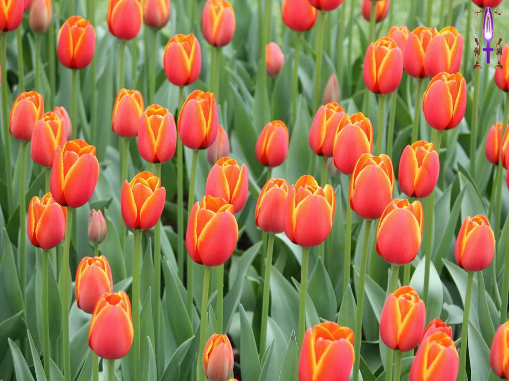 Croix de Lumière, Photo de la Série O No 28 