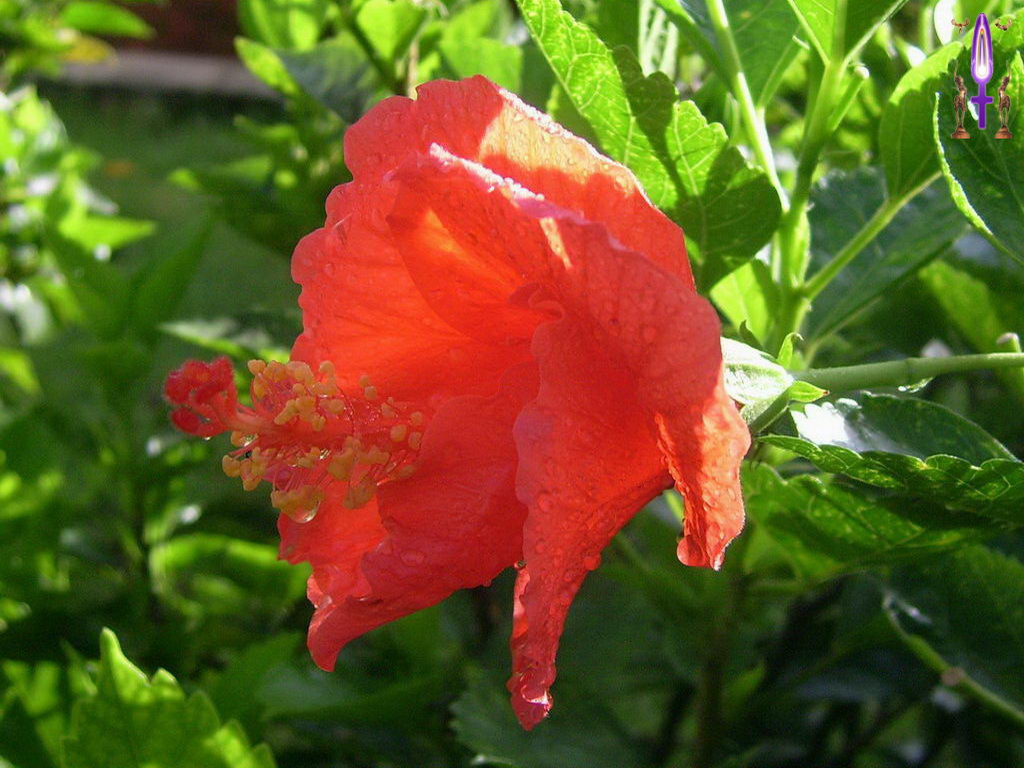 Croix de Lumière, Photo de la Série O No 29 