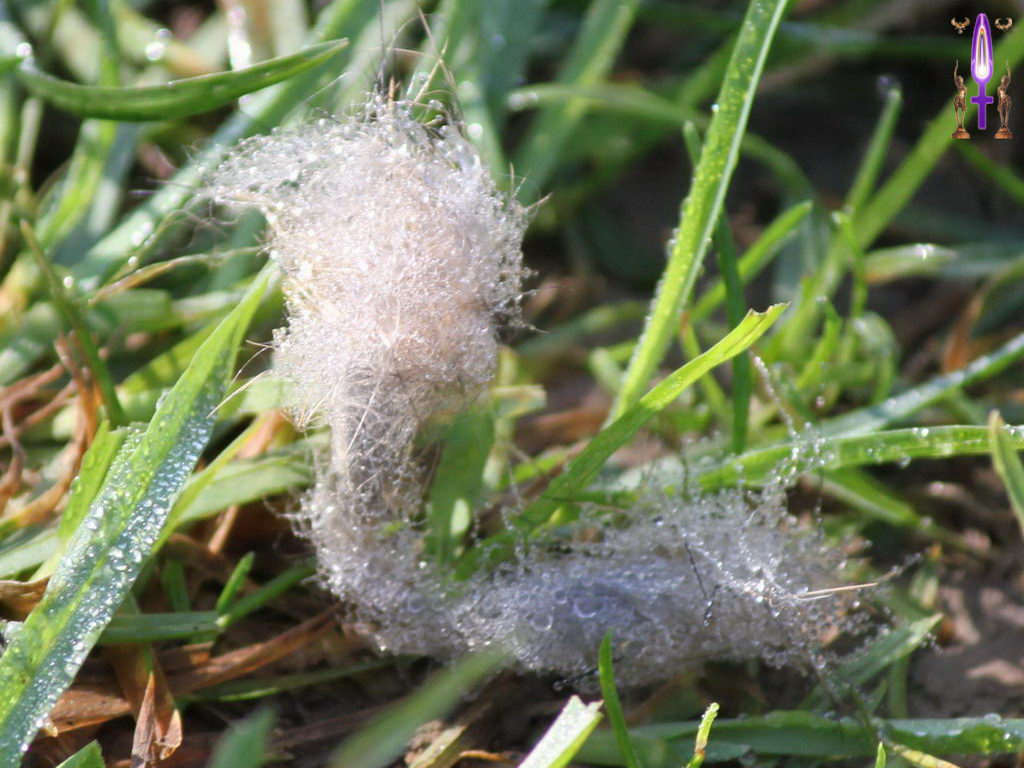 Croix de Lumière, Photo de la Série O No 30 