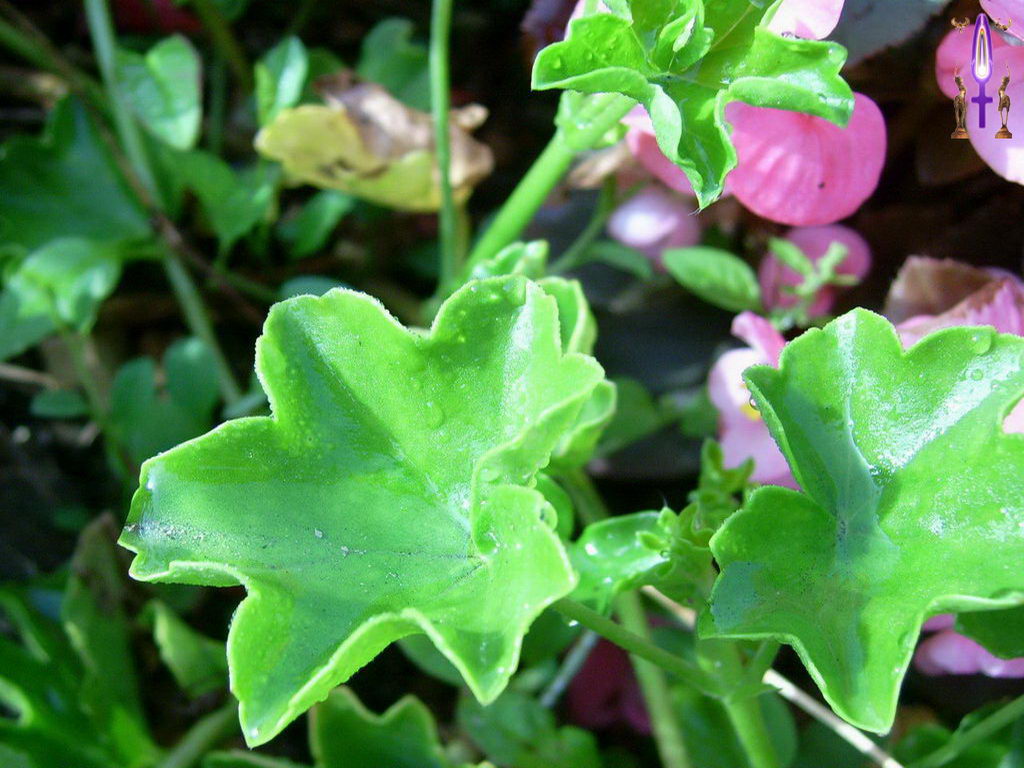 Croix de Lumière, Photo de la Série O No 31 