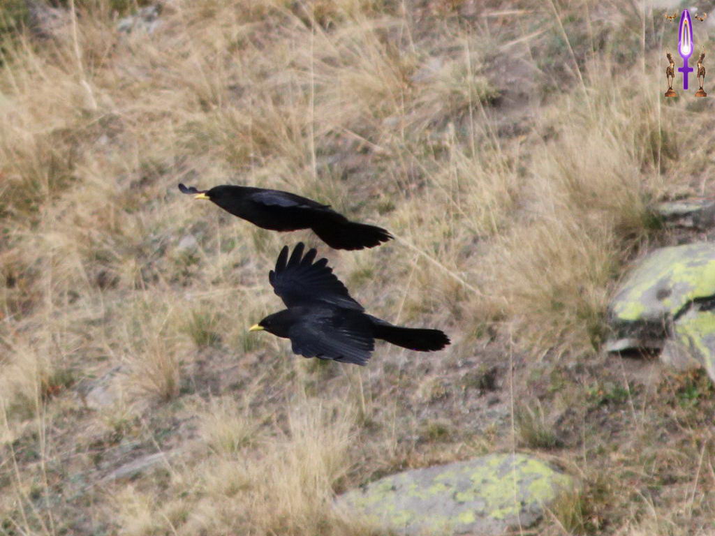 Croix de Lumière, Photo de la Série O No 32 