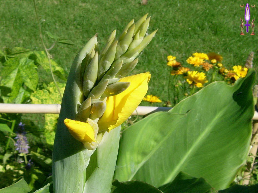 Croix de Lumière, Photo de la Série O No 35 