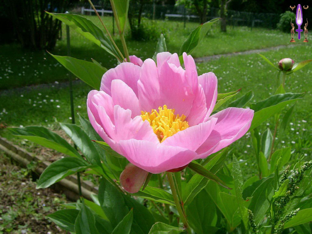 Croix de Lumière, Photo de la Série O No 37 