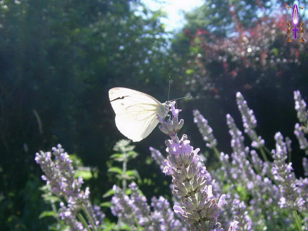 Croix de Lumière, Photo de la Série O No 41 