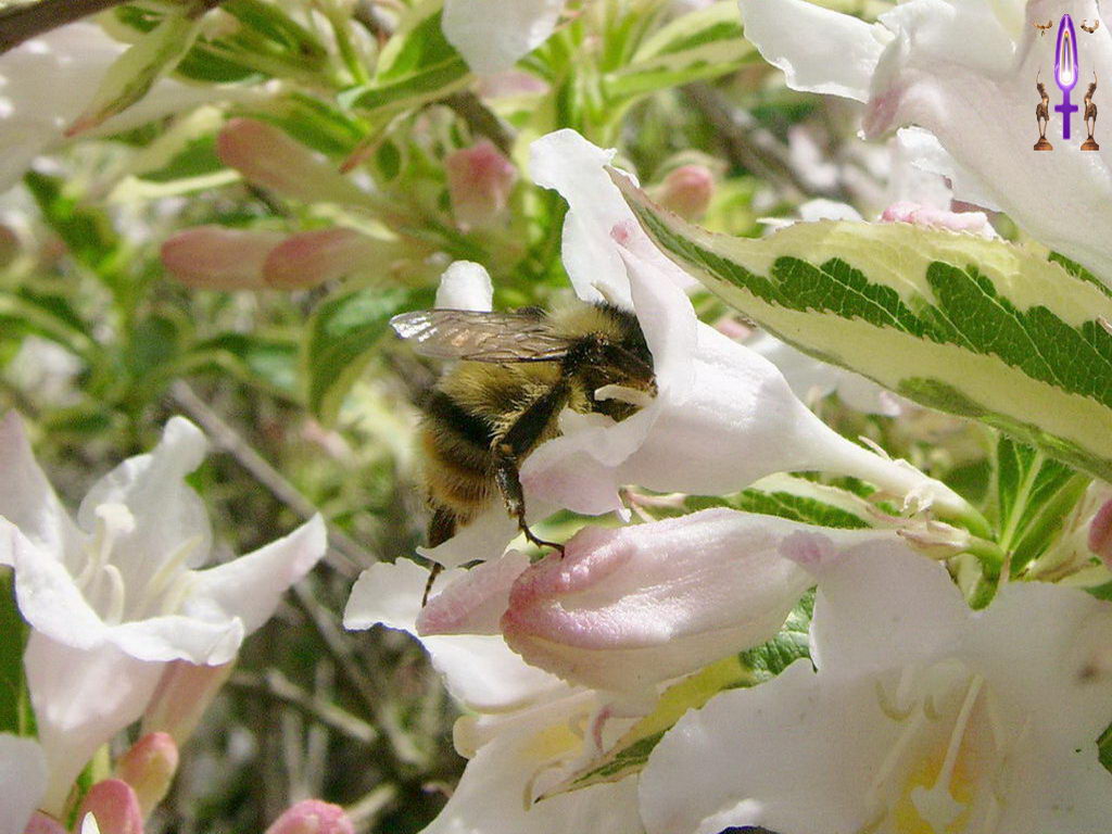 Croix de Lumière, Photo de la Série O No 43 