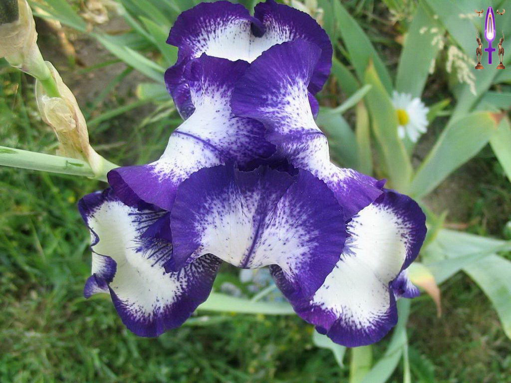 Croix de Lumière, Photo de la Série O No 44 