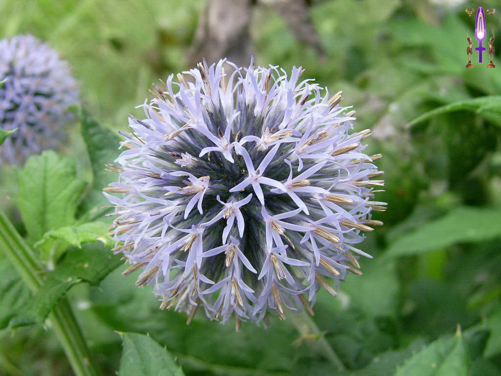 Croix de Lumière, Photo de la Série O No 45 