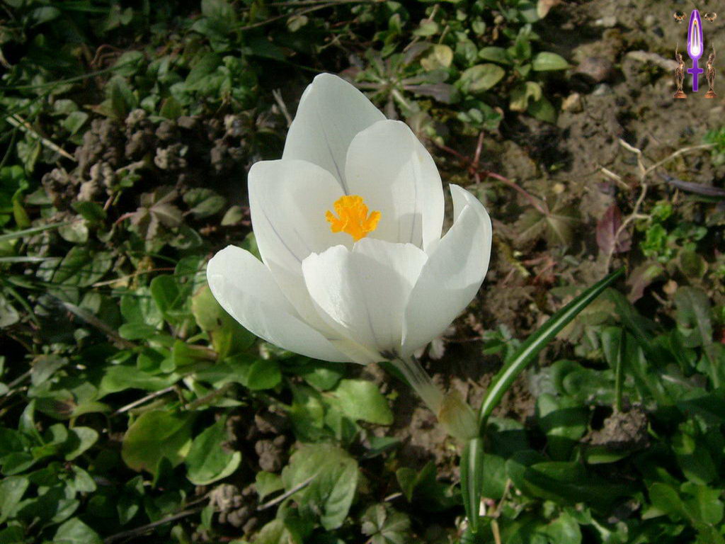 Croix de Lumière, Photo de la Série O No 50 