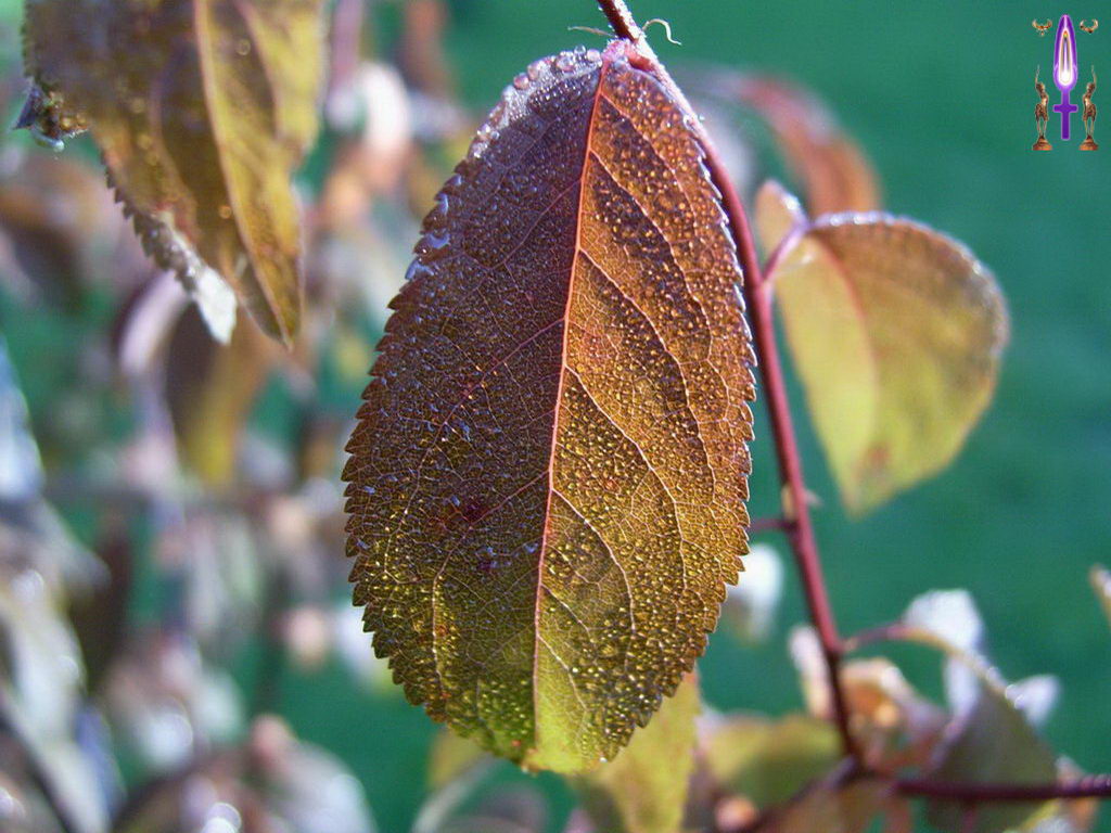 Croix de Lumière, Photo de la Série O No 52 