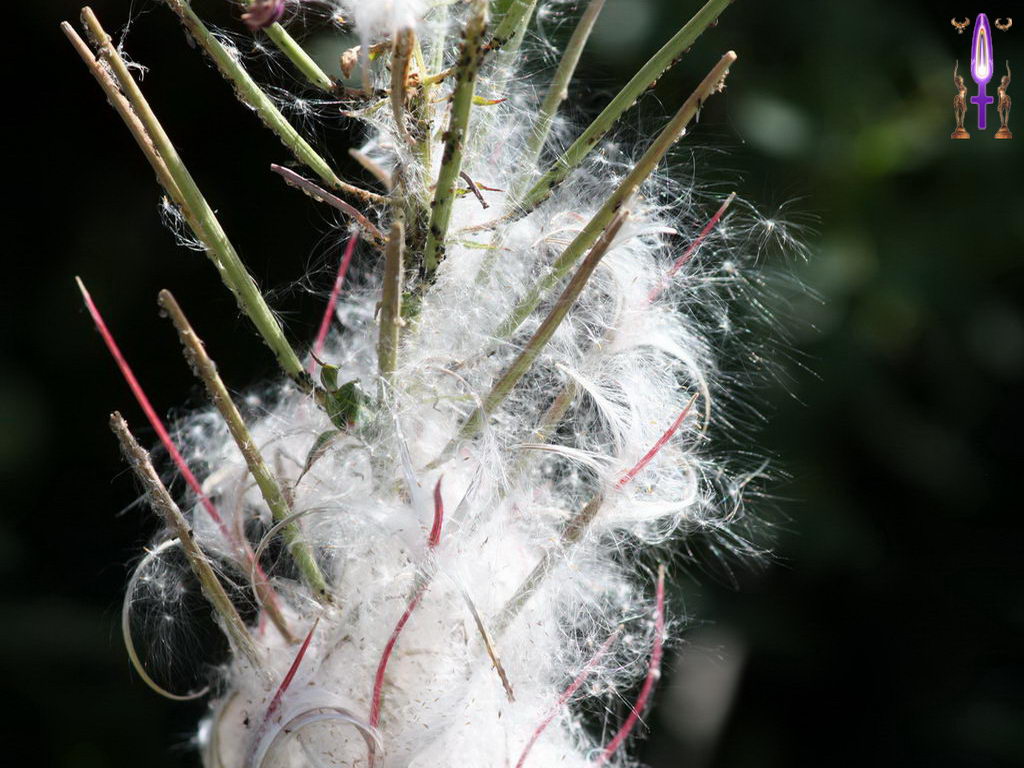 Croix de Lumière, Photo de la Série O No 54 