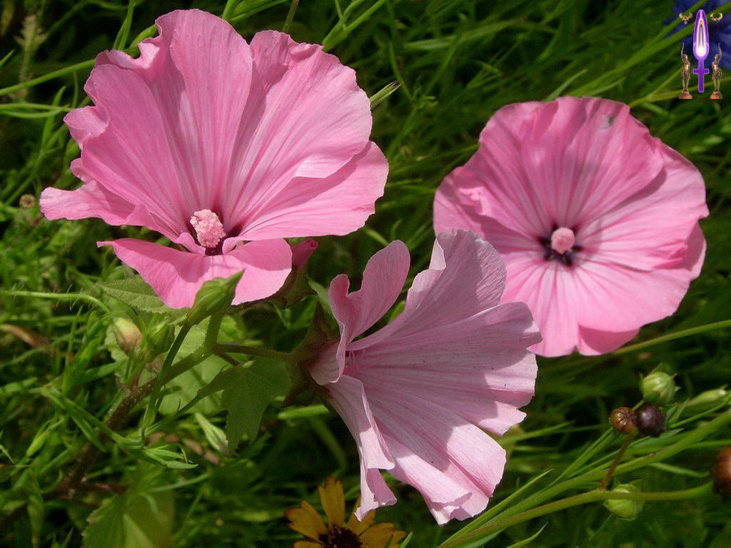 Croix de Lumière, Photo de la Série O No 55 