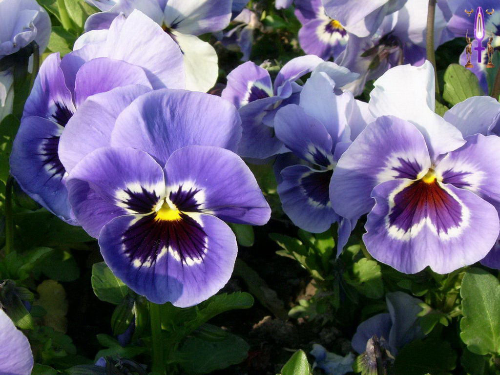 Croix de Lumière, Photo de la Série O No 57 