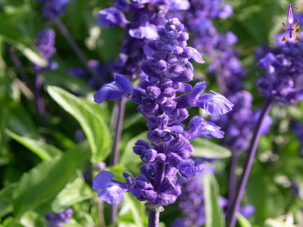 Croix de Lumière, Photo de la Série O No 59 