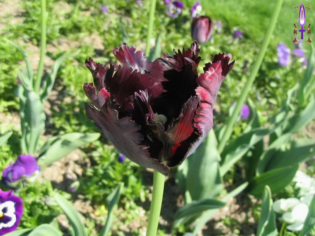 Croix de Lumière, Photo de la Série O No 010 