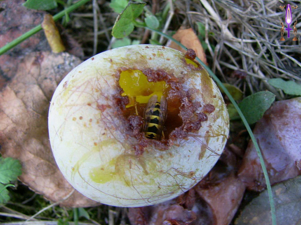 Croix de Lumière, Photo de la Série O No 62 