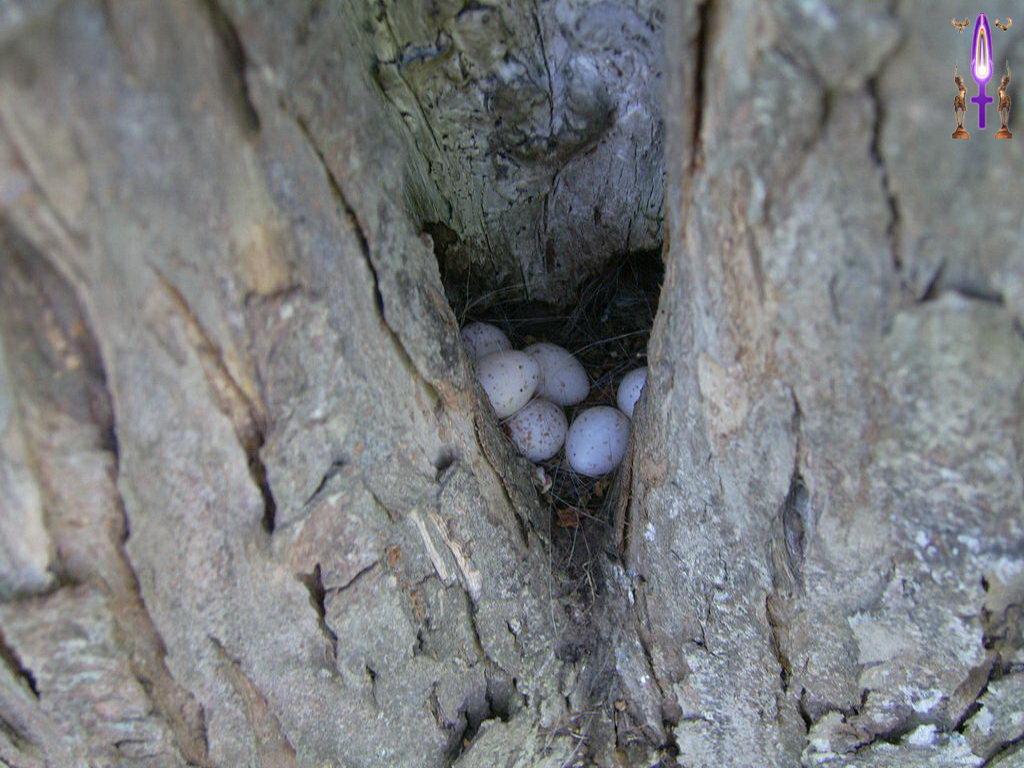 Croix de Lumière, Photo de la Série O No 63 