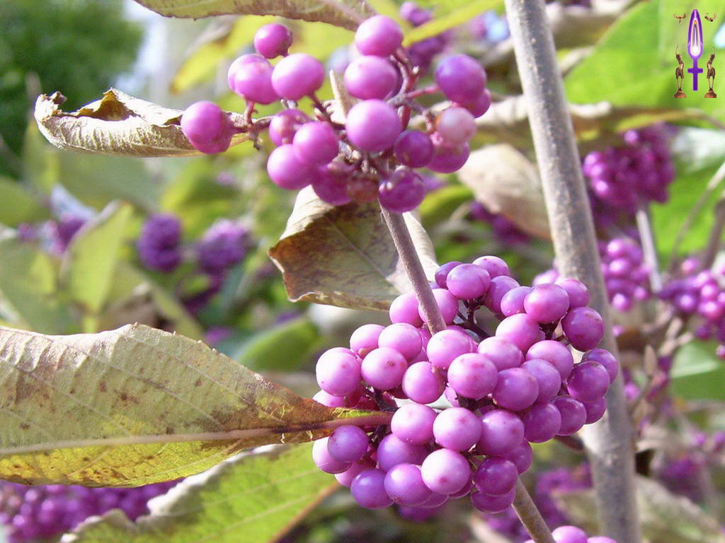 Croix de Lumière, Photo de la Série O No 64 