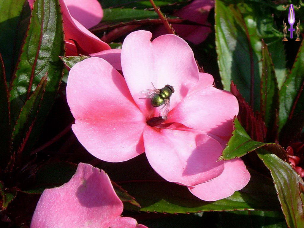 Croix de Lumière, Photo de la Série O No 69 