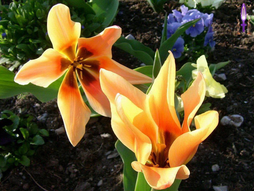 Cliquez sur la Photo pour quitter le Diaporama et Ouvrir la Photo correspondante...