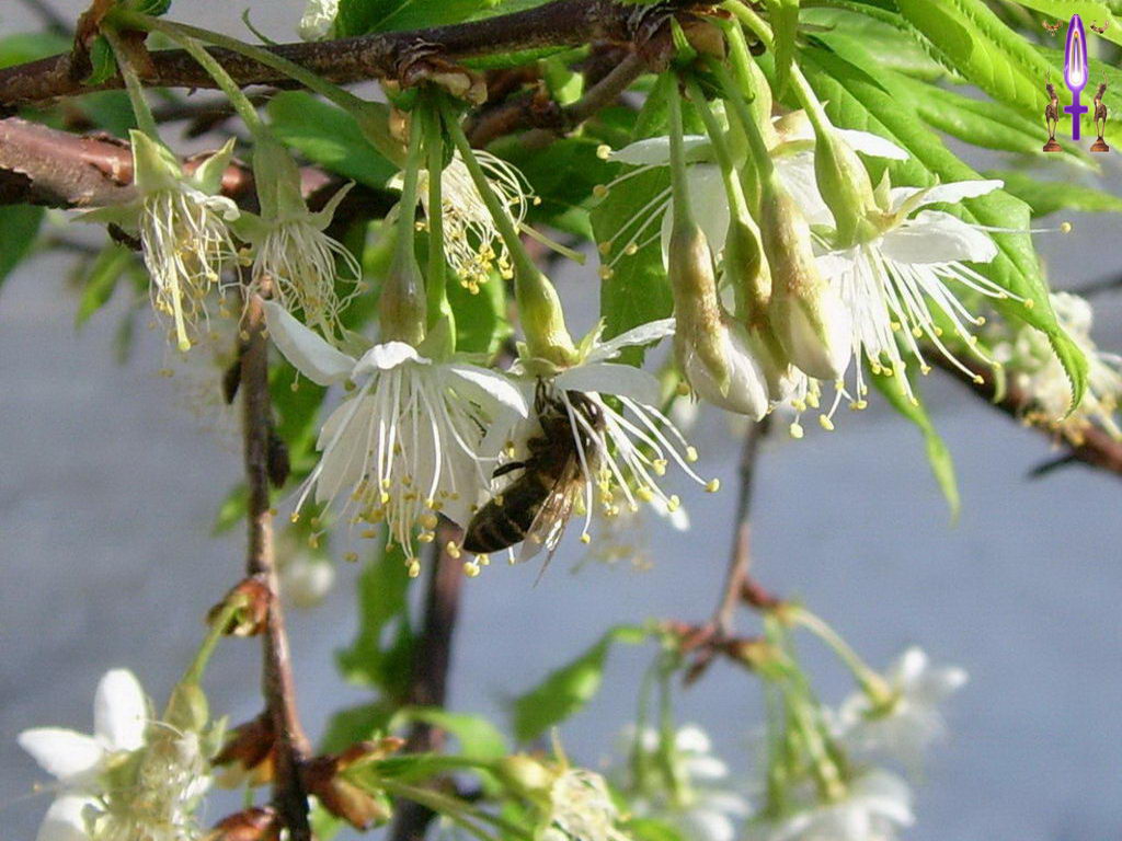 Croix de Lumière, Photo de la Série O No 72 