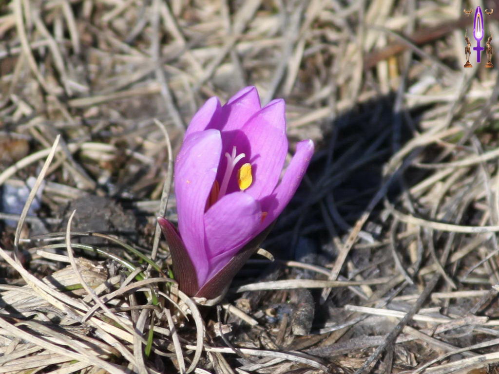 Croix de Lumière, Photo de la Série O No 74 