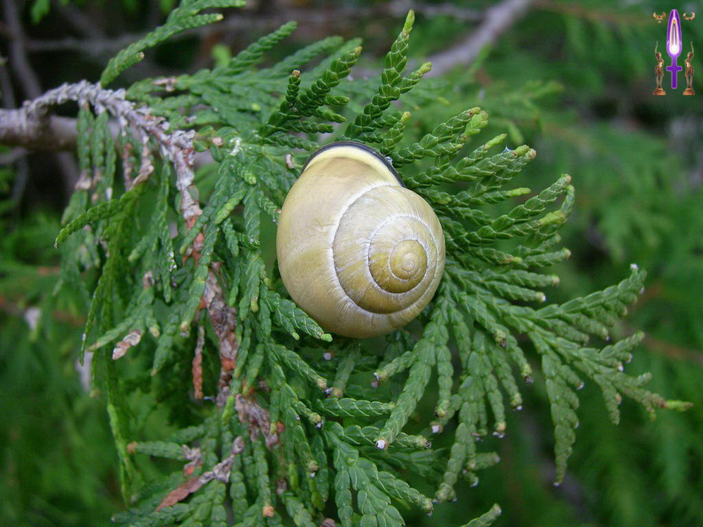 Croix de Lumière, Photo de la Série O No 76 