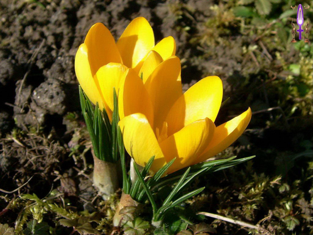 Croix de Lumière, Photo de la Série O No 78 