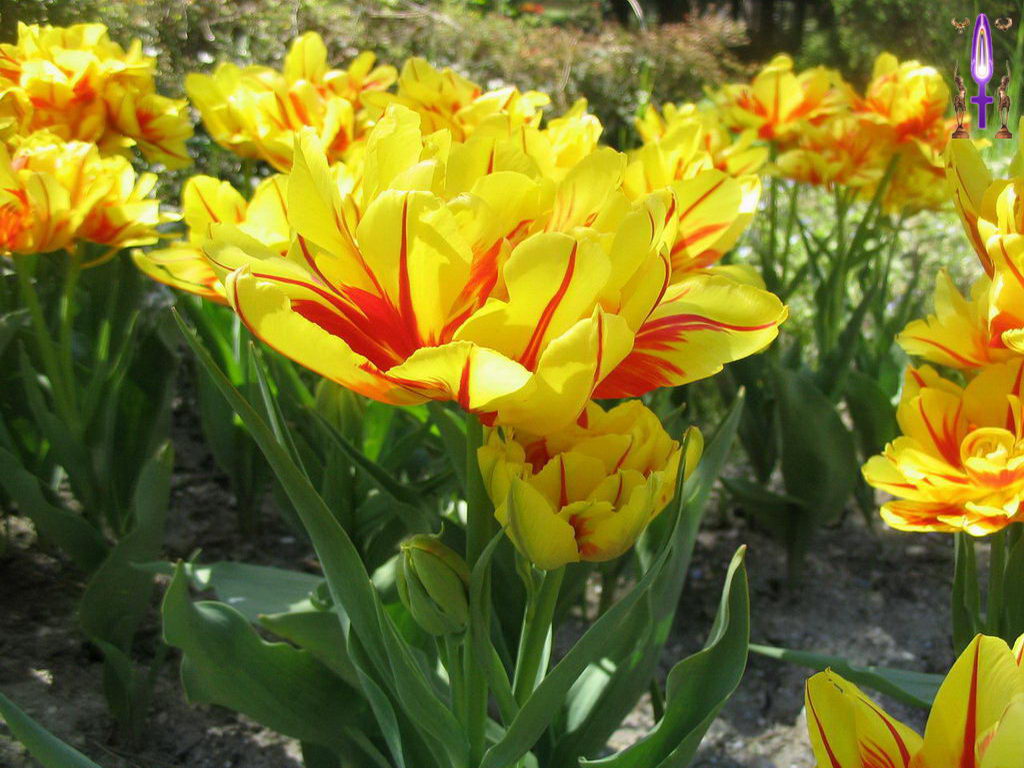 Croix de Lumière, Photo de la Série O No 79 