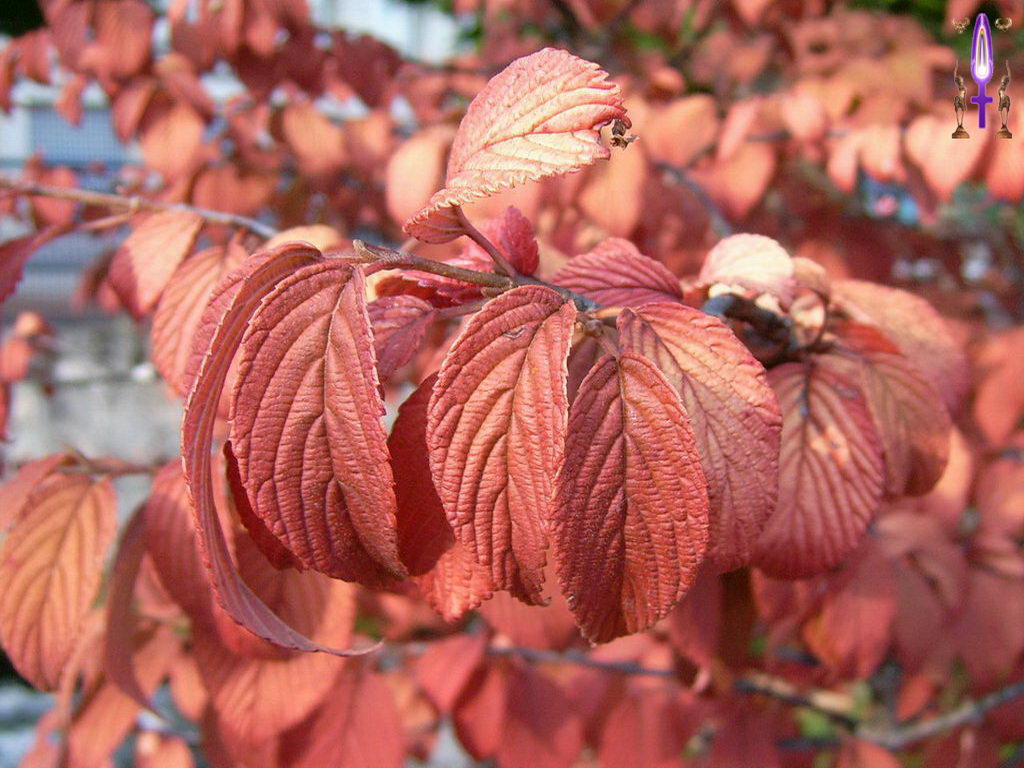 Croix de Lumière, Photo de la Série O No 82 