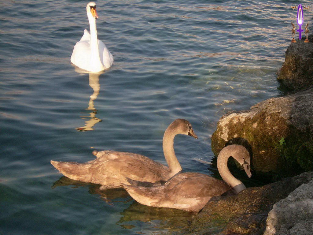 Croix de Lumière, Photo de la Série O No 86 