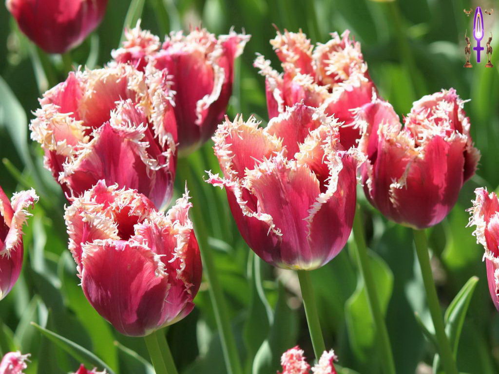 Croix de Lumière, Photo de la Série O No 87 