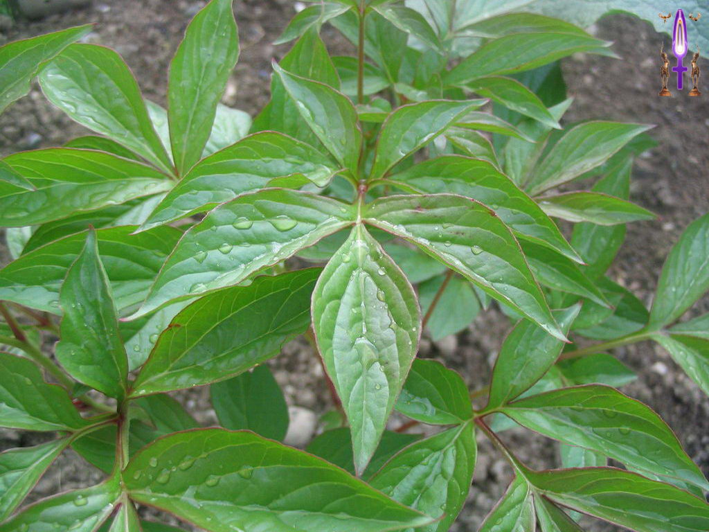 Croix de Lumière, Photo de la Série O No 88 