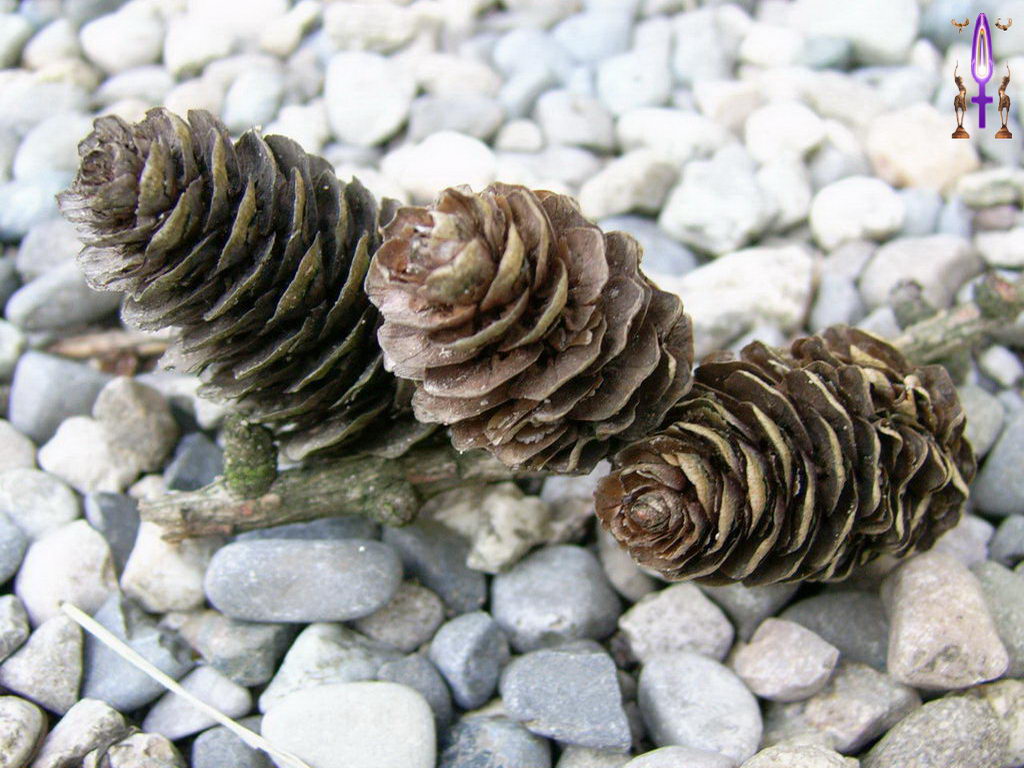 Croix de Lumière, Photo de la Série O No 91 