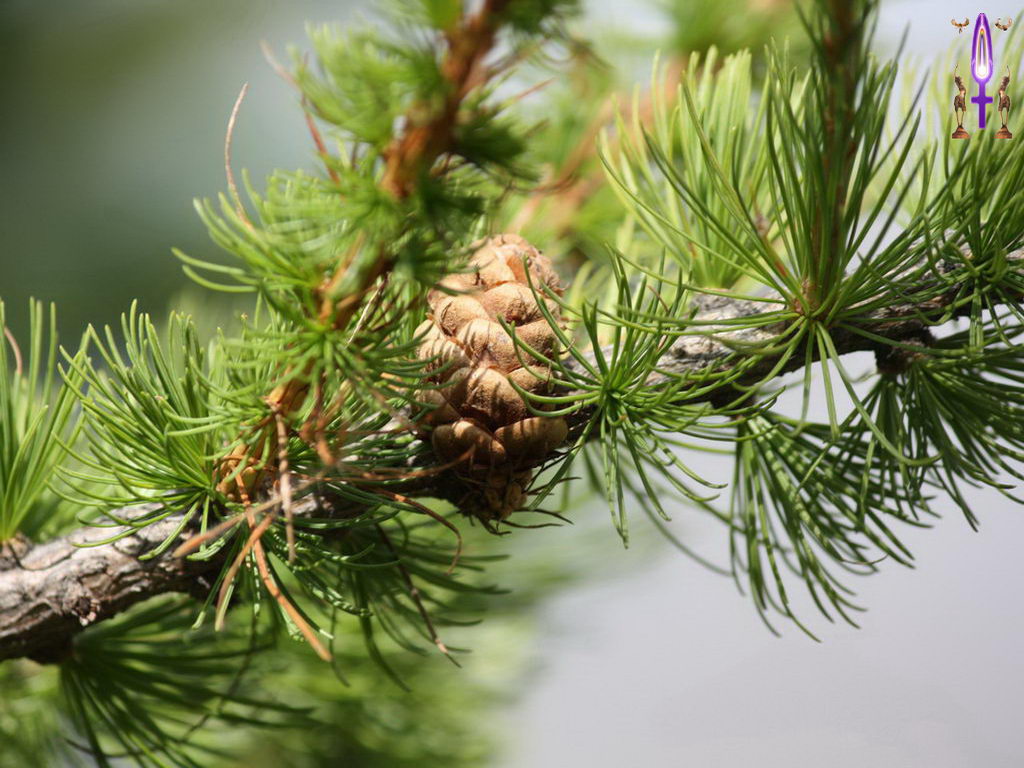 Croix de Lumière, Photo de la Série O No 96 