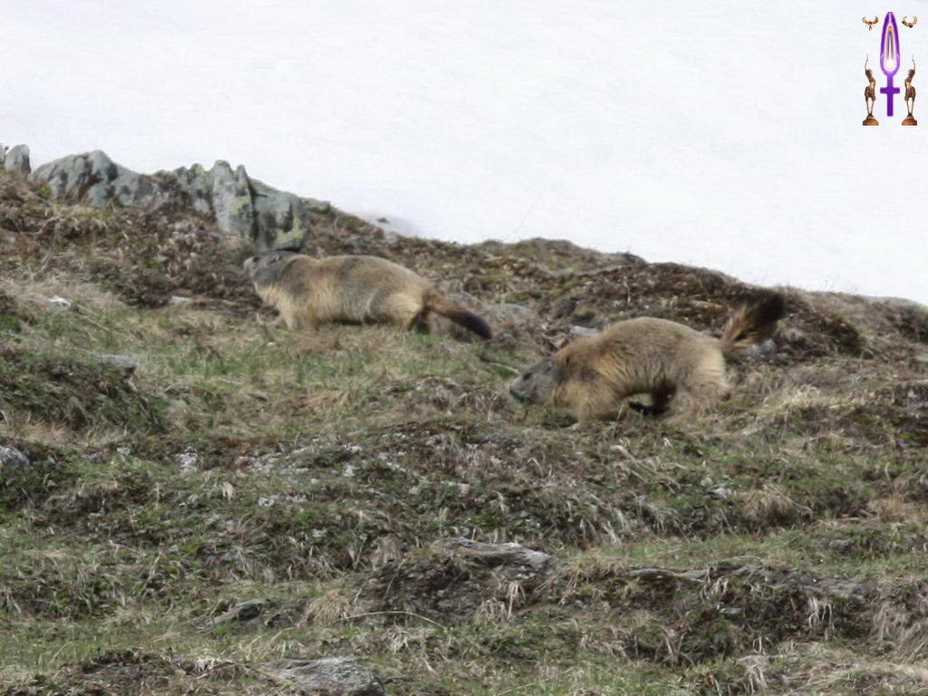 Croix de Lumière, Photo de la Série O No 97 