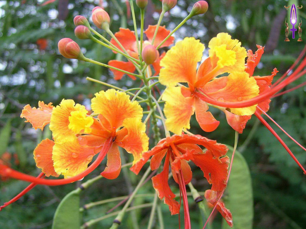 Croix de Lumière, Photo de la Série O No 99 