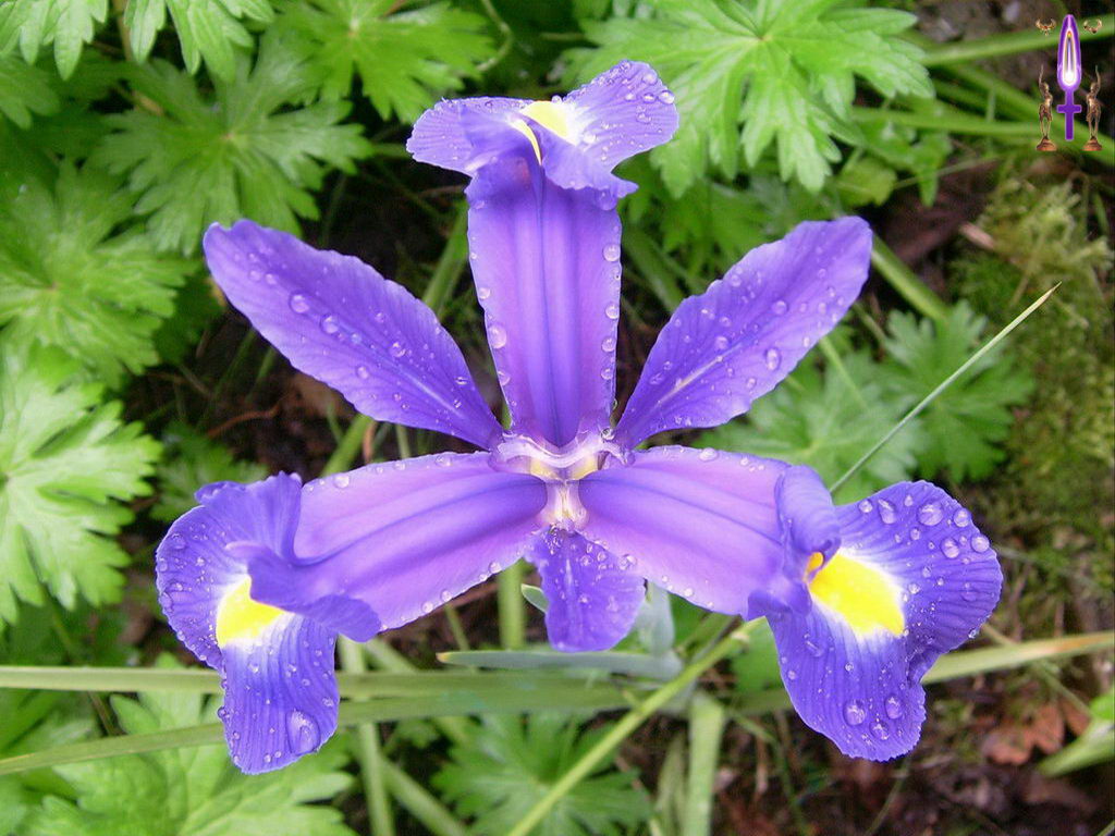 Croix de Lumière, Photo de la Série O No 101 