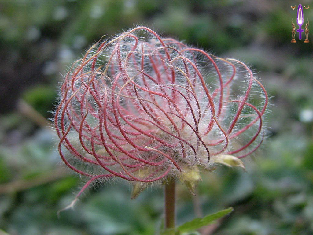 Croix de Lumière, Photo de la Série O No 103 