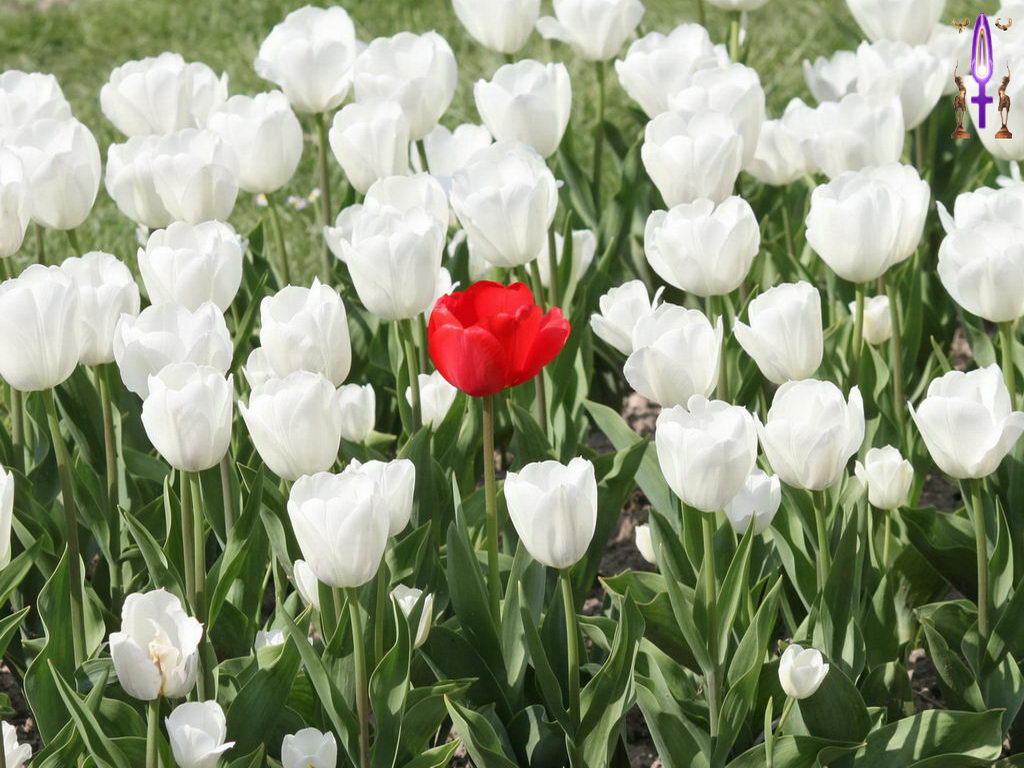 Croix de Lumière, Photo de la Série O No 107 