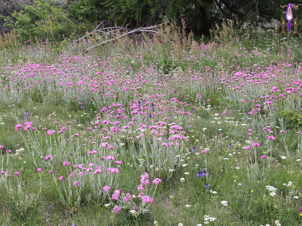 Croix de Lumière, Photo de la Série P No 6 