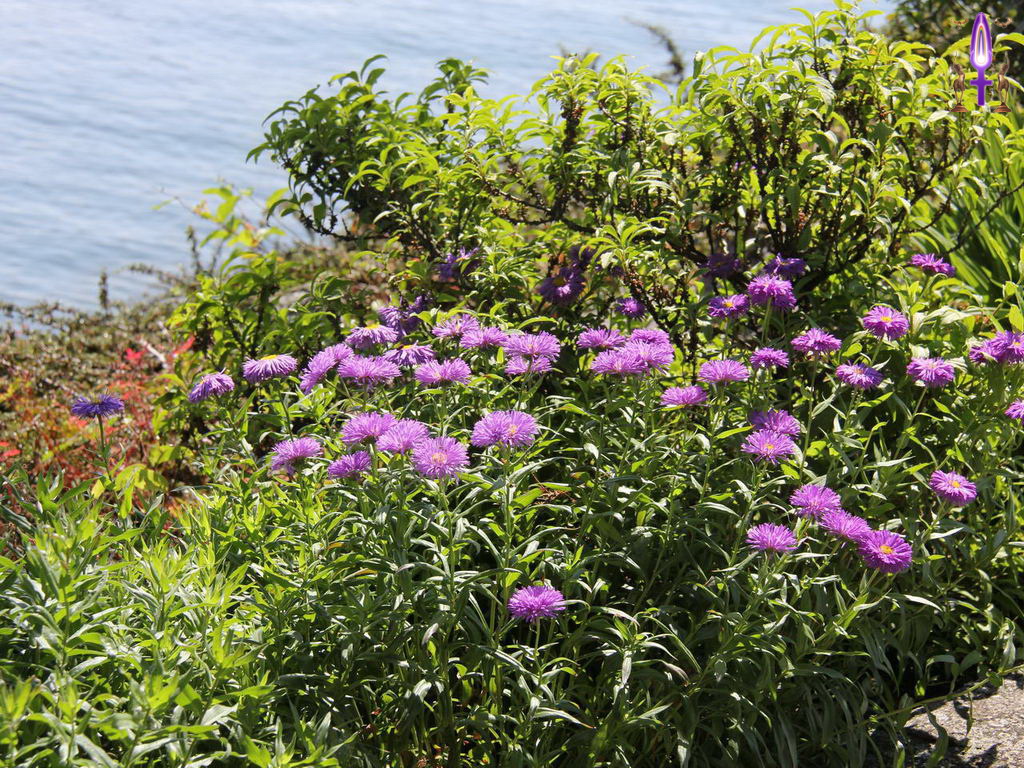 Croix de Lumière, Photo de la Série P No 11 