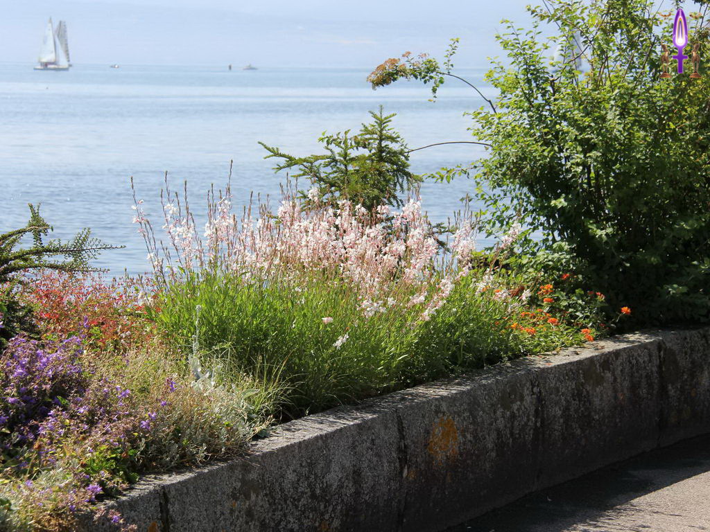 Croix de Lumière, Photo de la Série P No 23 