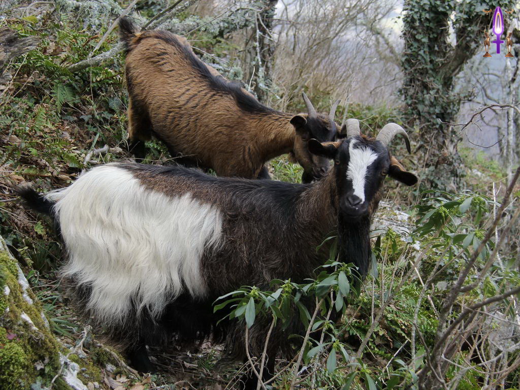 Croix de Lumière, Photo de la Série P No 30 