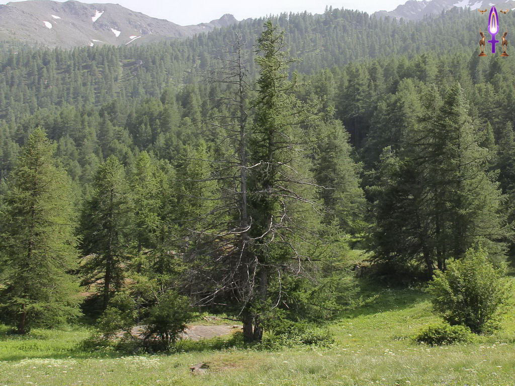 Croix de Lumière, Photo de la Série P No 37 
