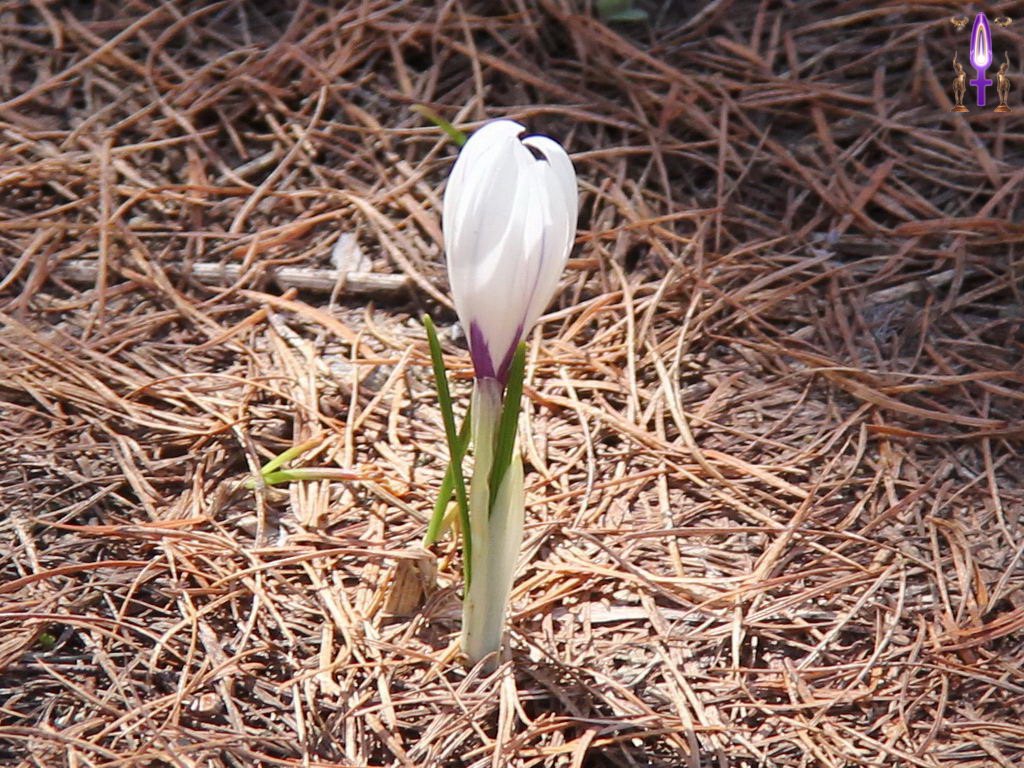 Croix de Lumière, Photo de la Série P No 39 