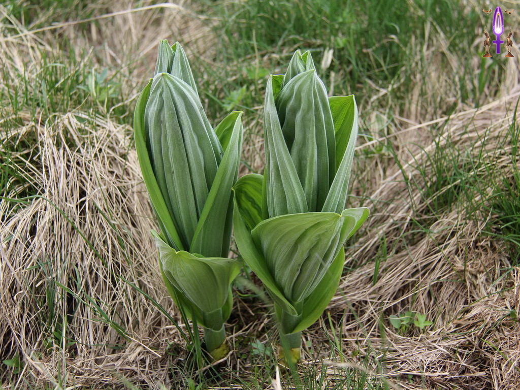 Croix de Lumière, Photo de la Série P No 43 
