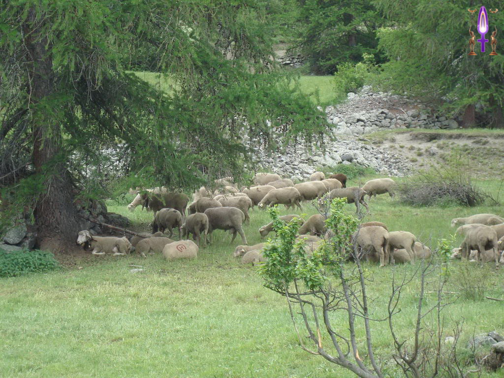 Croix de Lumière, Photo de la Série P No 49 