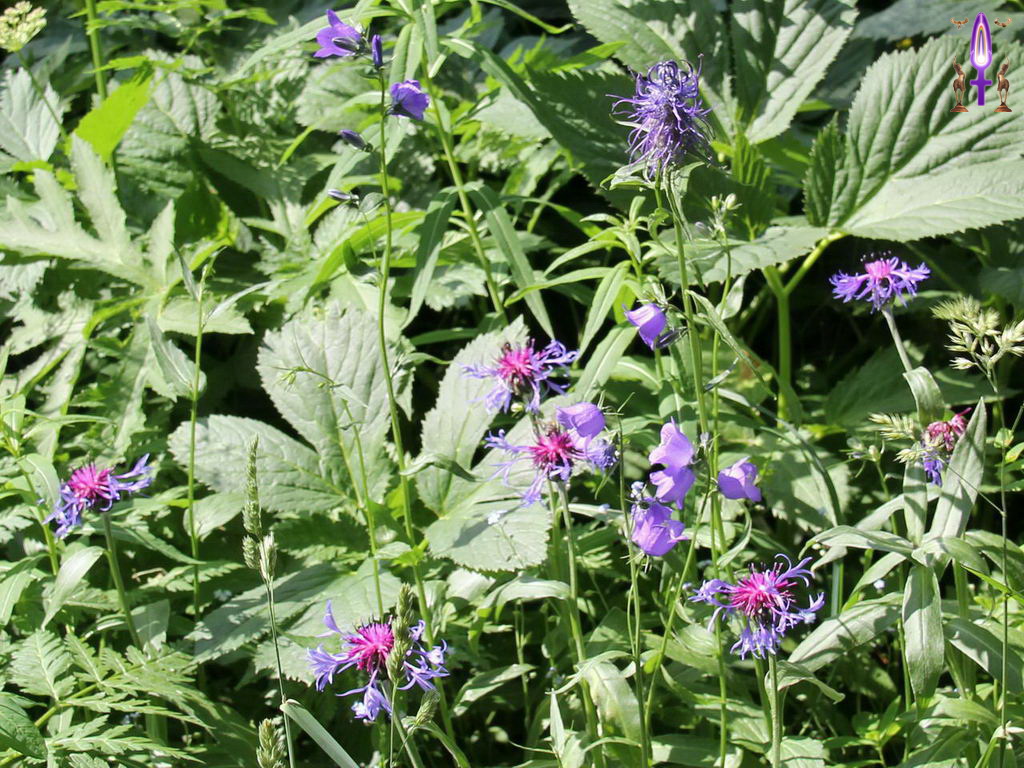 Croix de Lumière, Photo de la Série P No 61 