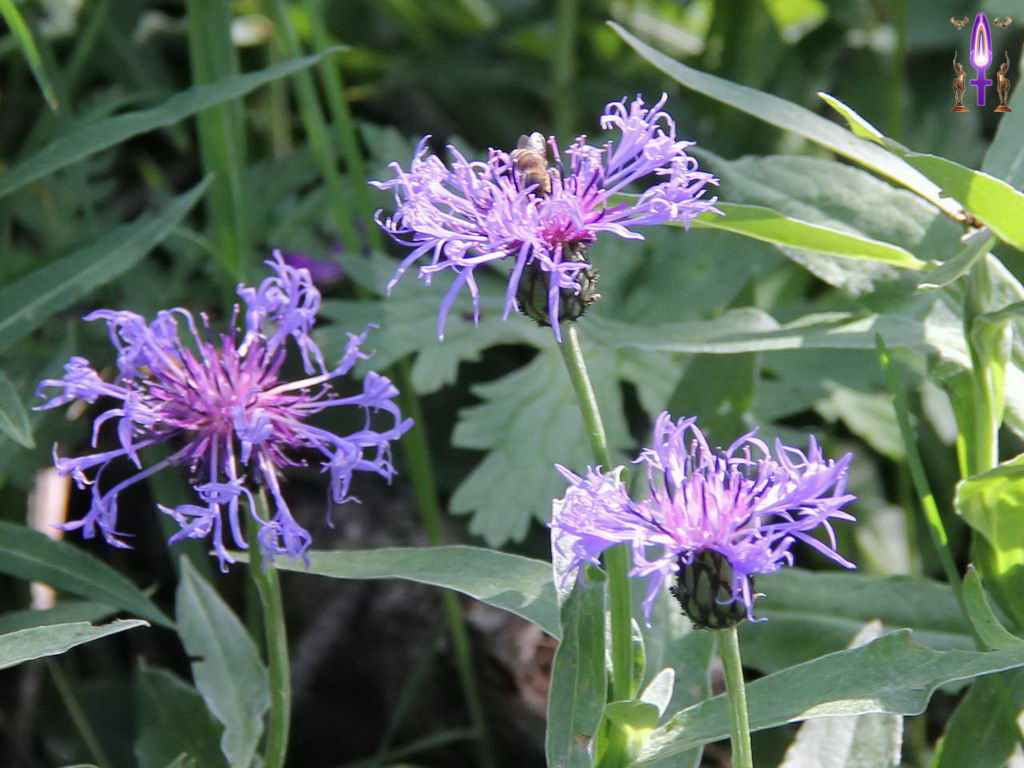 Croix de Lumière, Photo de la Série P No 64 